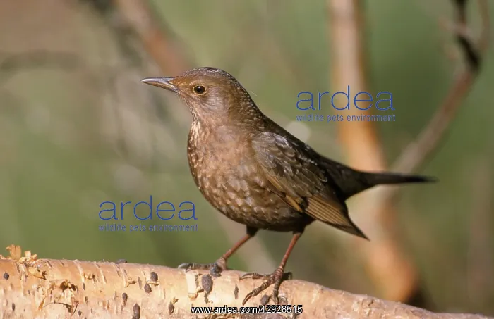 : BLACKBIRD - female : BLACKBIRD - female