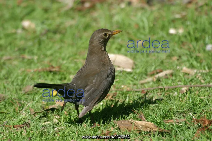 : Blackbird - Female : Blackbird - Female
