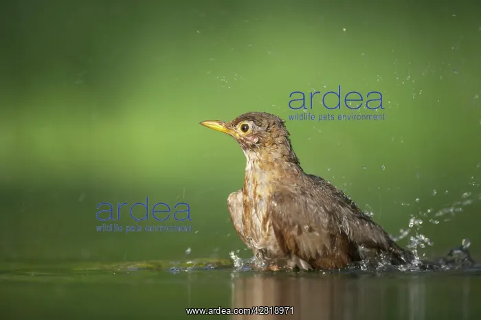  : Blackbird - Female bathing