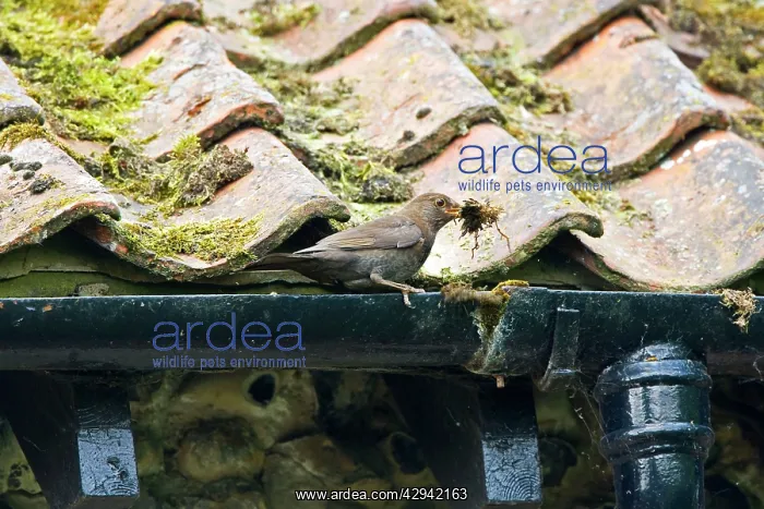 : Blackbird - Female collecting nest material from roof drain : Blackbird - Female collecting nest material from roof drain