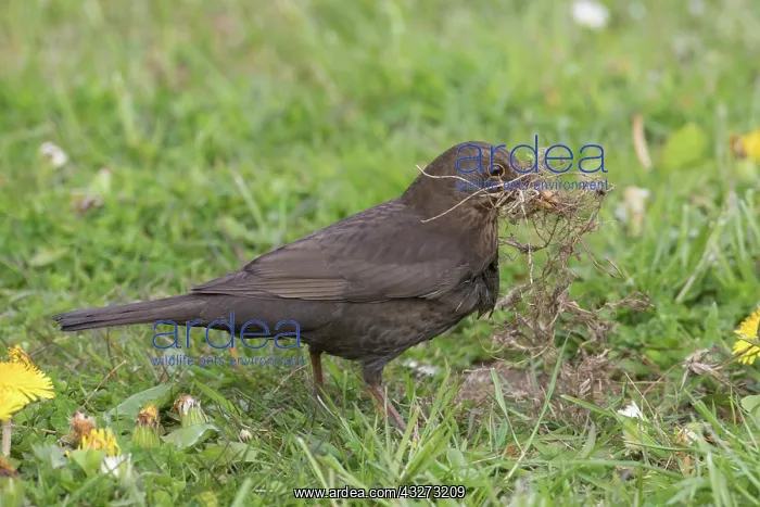: Blackbird - female collecting nesting material on : Blackbird - female collecting nesting material on