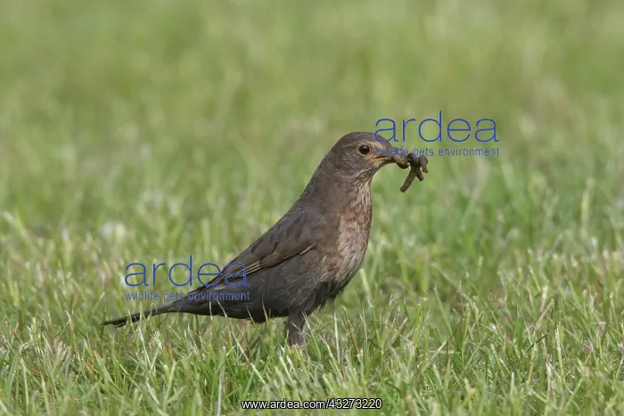 : Blackbird - female collecting worms for chicks in : Blackbird - female collecting worms for chicks in