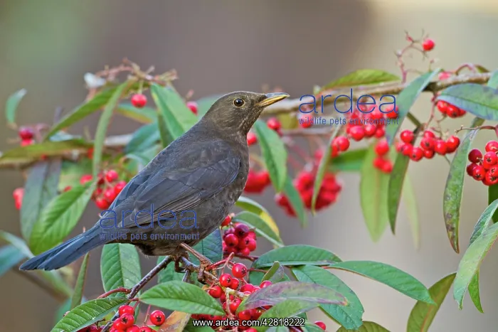 : Blackbird - female on cotoneaster berries : Blackbird - female on cotoneaster berries