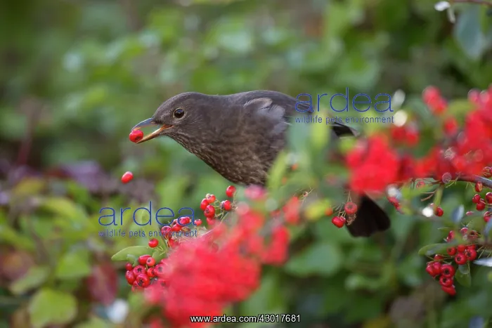 : Blackbird female eating Pyracantha berries : Blackbird female eating Pyracantha berries