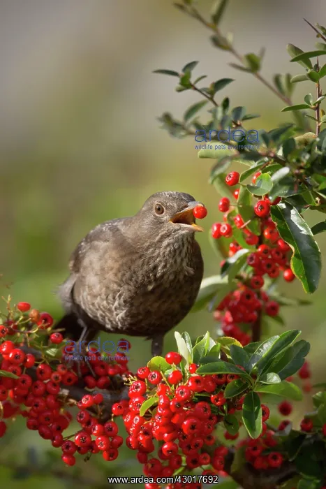 : Blackbird female eating Pyracantha berries : Blackbird female eating Pyracantha berries