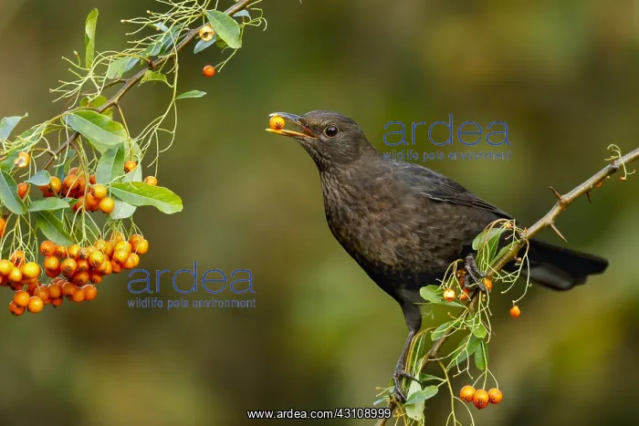 : Blackbird - Female Eating Pyracantha Berry - Cornwall - UK : Blackbird - Female Eating Pyracantha Berry - Cornwall - UK