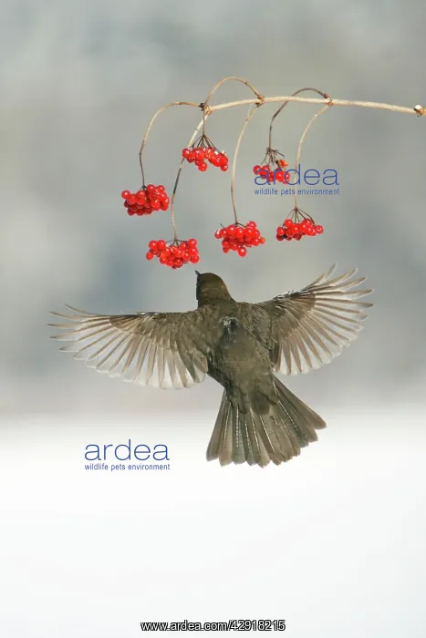 : Blackbird - female feeding on Guelder Rose berries in winter : Blackbird - female feeding on Guelder Rose berries in winter