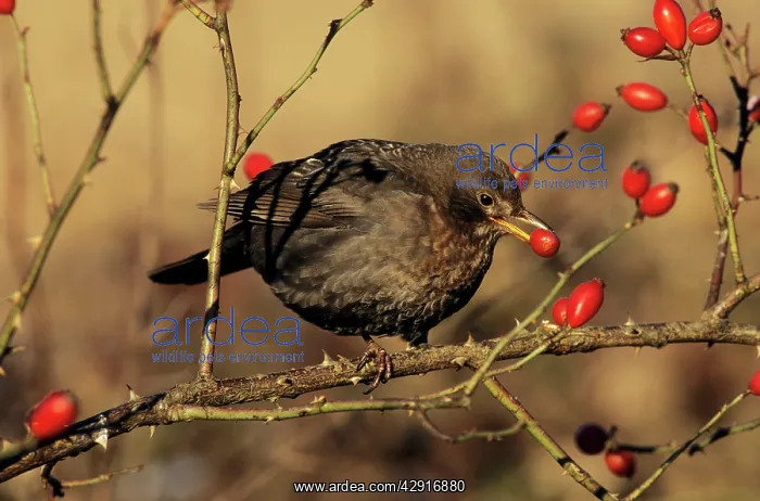 : BLACKBIRD - female feeding on rosehips in winter : BLACKBIRD - female feeding on rosehips in winter
