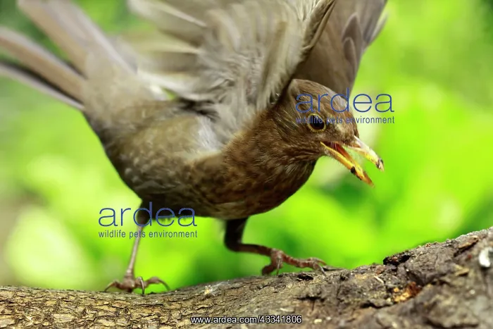 : Blackbird - female in flight taking off : Blackbird - female in flight taking off