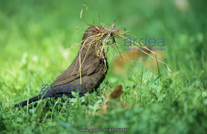 : BLACKBIRD - female gathering nest material : BLACKBIRD - female gathering nest material