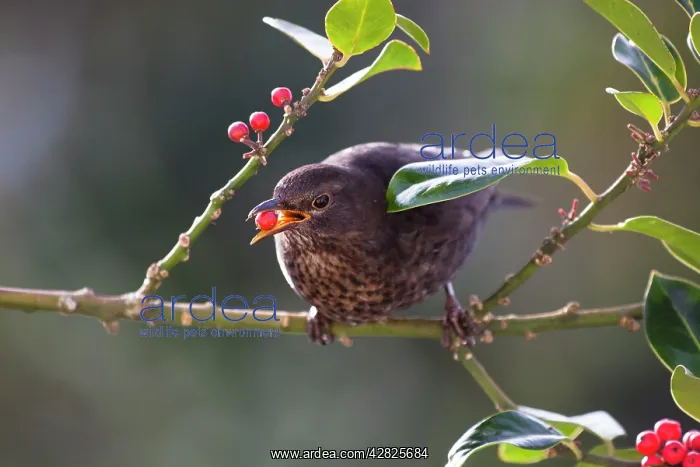 : Blackbird - female - on holly - eating berries : Blackbird - female - on holly - eating berries