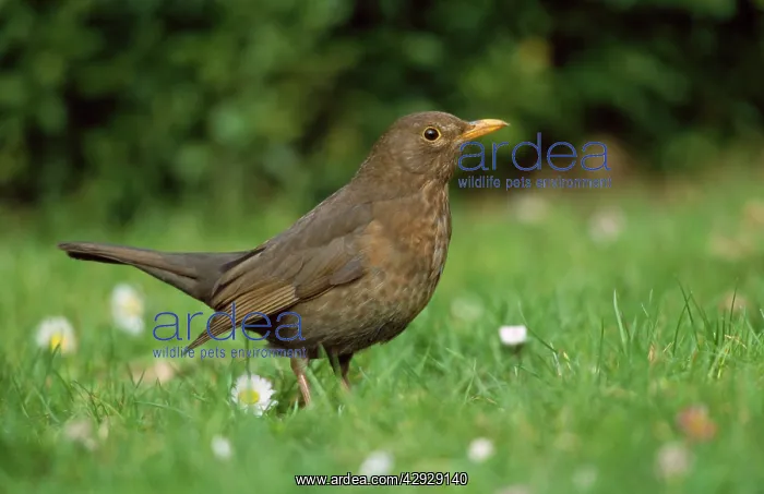 : BLACKBIRD - Female on lawn foraging for food : BLACKBIRD - Female on lawn foraging for food