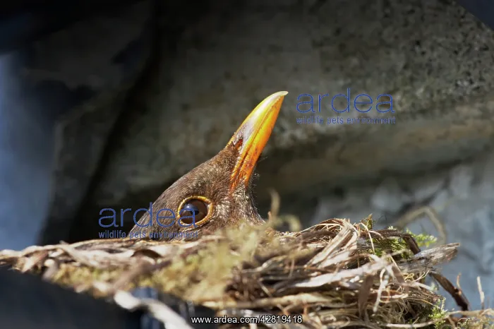 : Blackbird - Female on nest made in croft guttering : Blackbird - Female on nest made in croft guttering