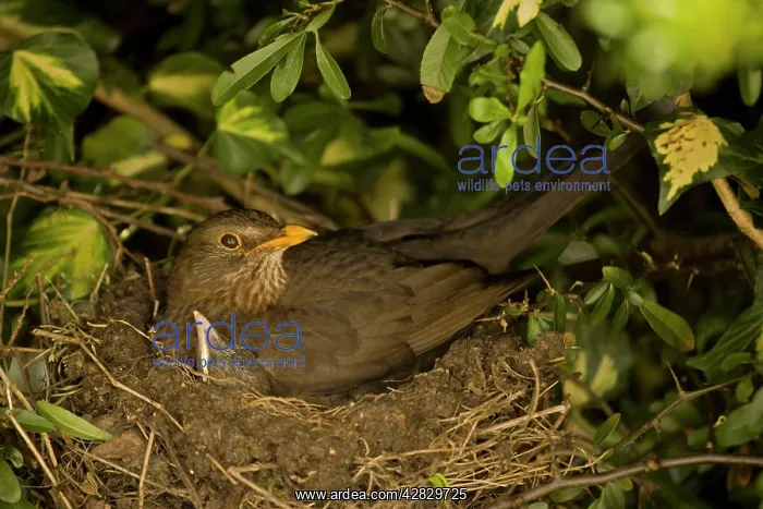 : Blackbird - Female on nest with nestlings : Blackbird - Female on nest with nestlings