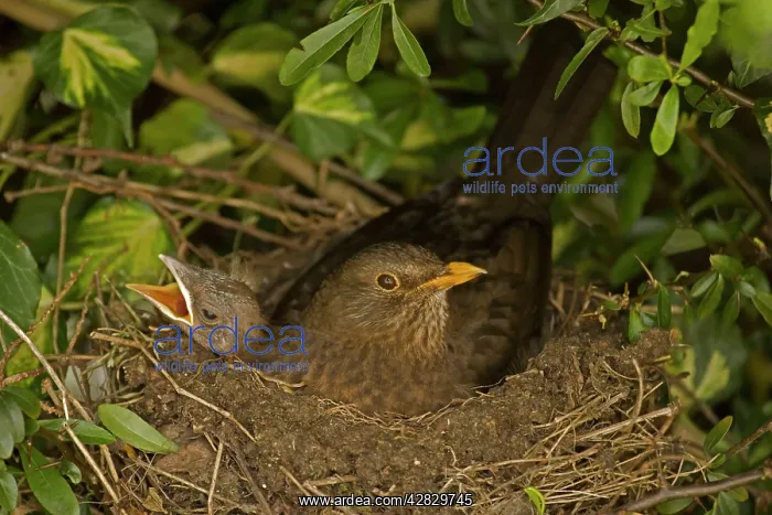 : Blackbird - Female on nest with nestlings : Blackbird - Female on nest with nestlings