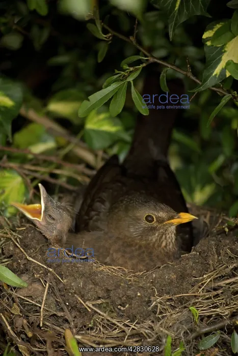 : Blackbird - Female on nest with nestlings : Blackbird - Female on nest with nestlings