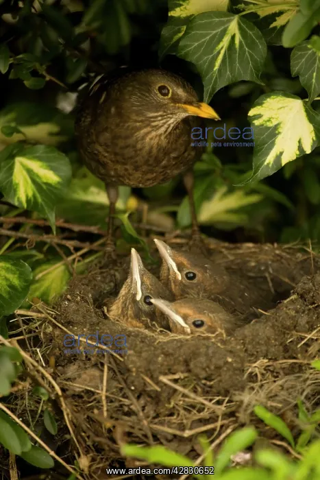: Blackbird - Female on nest with nestlings : Blackbird - Female on nest with nestlings