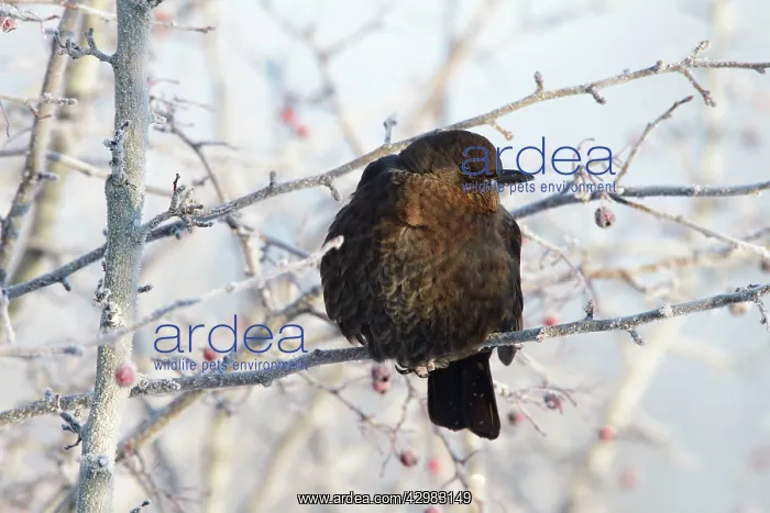 : Blackbird - female perched in frost covered branches : Blackbird - female perched in frost covered branches
