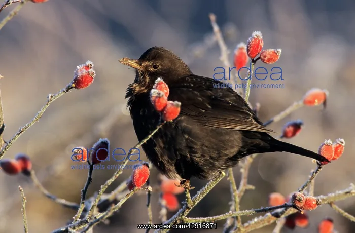 : BLACKBIRD - female on rosehip bush in winter : BLACKBIRD - female on rosehip bush in winter