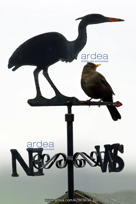: Blackbird - Female sitting on 'Heron' weather-vane : Blackbird - Female sitting on 'Heron' weather-vane
