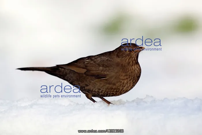 : Blackbird - female - snow - winter : Blackbird - female - snow - winter
