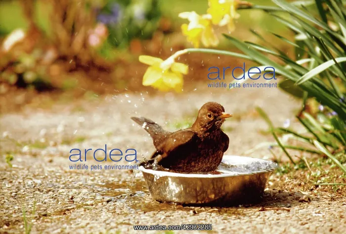 : Blackbird - Female taking a bath in a dogs water basin : Blackbird - Female taking a bath in a dogs water basin