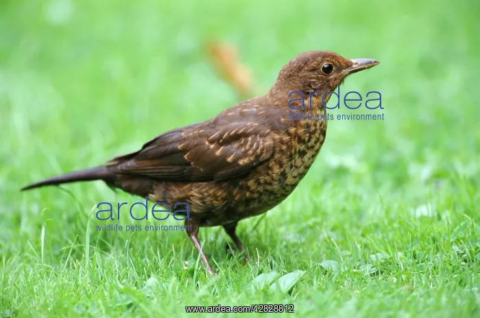 : BLACKBIRD - female, Side view : BLACKBIRD - female, Side view