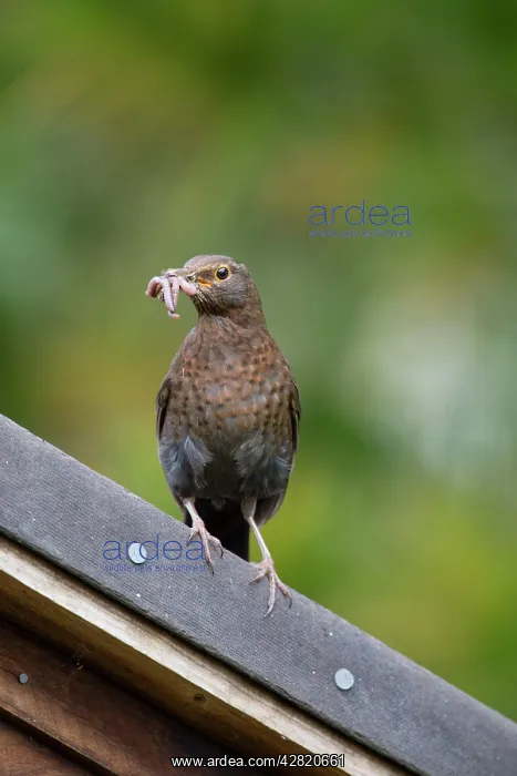 : Blackbird - female with worms in beak : Blackbird - female with worms in beak