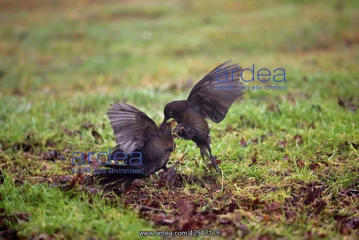 : Blackbird - Two females fighting : Blackbird - Two females fighting