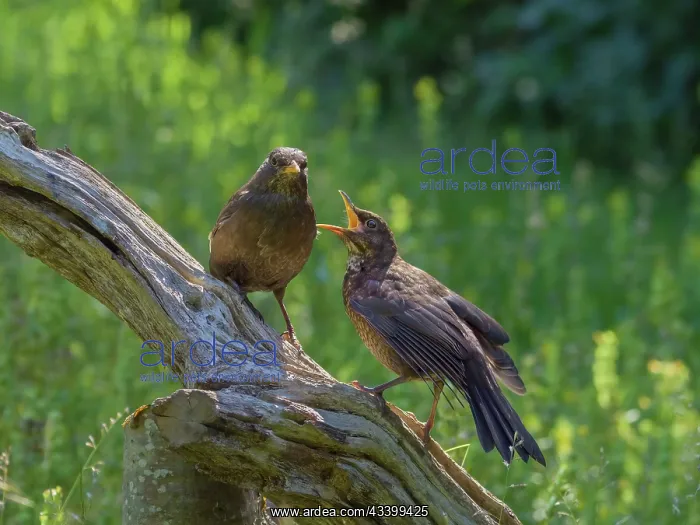 : Blackbird - fledged juvenile begging for food from mother : Blackbird - fledged juvenile begging for food from mother