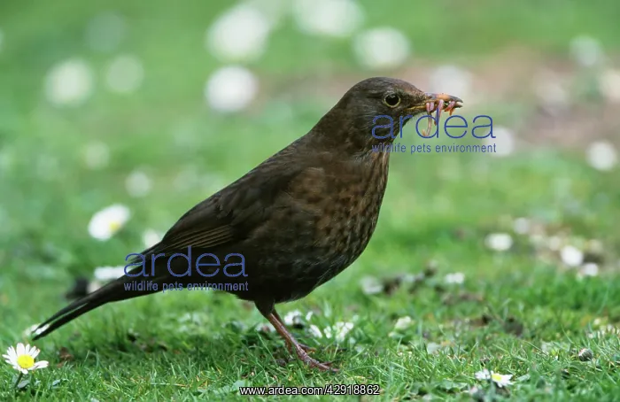 : BLACKBIRD - with food in beak : BLACKBIRD - with food in beak