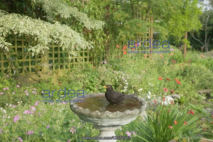 : Blackbird - In garden birdbath : Blackbird - In garden birdbath
