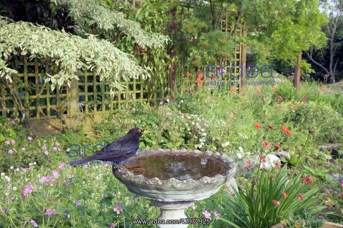 : Blackbird - In garden birdbath : Blackbird - In garden birdbath