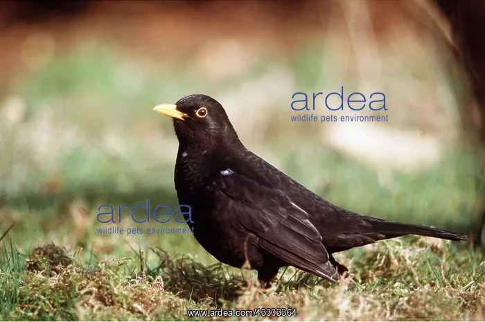 : BLACKBIRD - on grass : BLACKBIRD - on grass