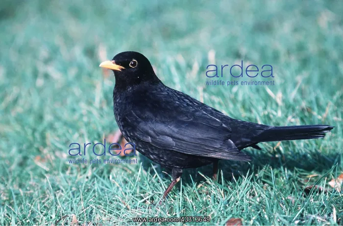: BLACKBIRD - on ground : BLACKBIRD - on ground