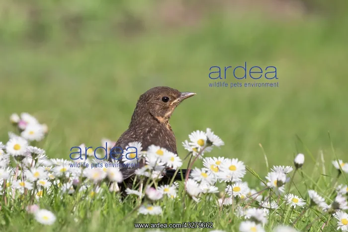 : Blackbird - juvenile on lawn with diasies : Blackbird - juvenile on lawn with diasies
