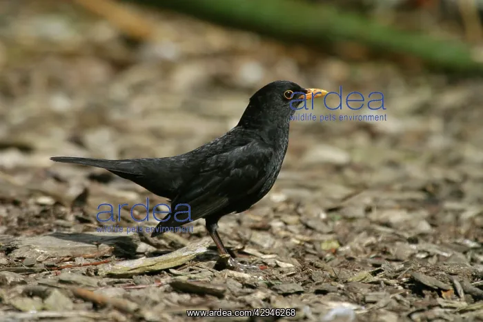 : Blackbird - Male : Blackbird - Male