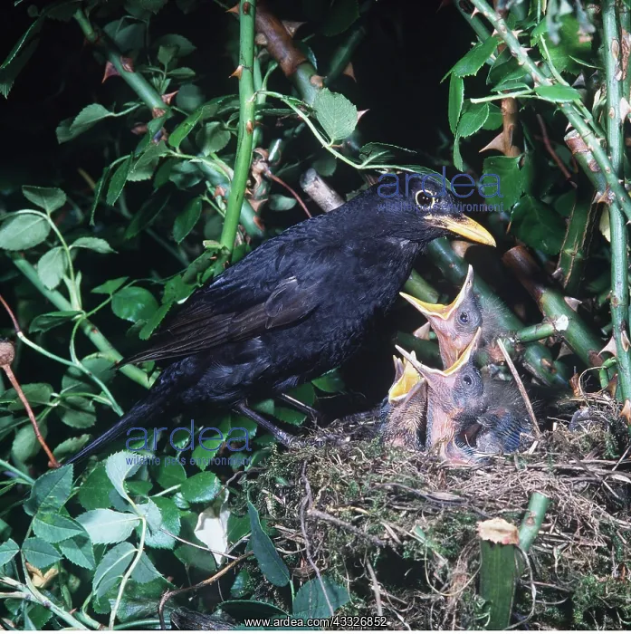 : BLACKBIRD - male adult and young : BLACKBIRD - male adult and young