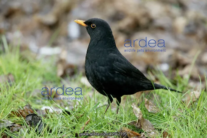: Blackbird - Male on alert : Blackbird - Male on alert