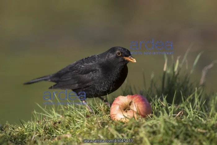 : Blackbird - Male - With Apple - Cornwall - UK : Blackbird - Male - With Apple - Cornwall - UK
