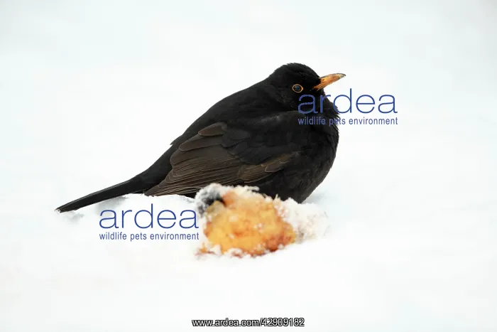 : Blackbird - male beside apple in snow covered garden : Blackbird - male beside apple in snow covered garden
