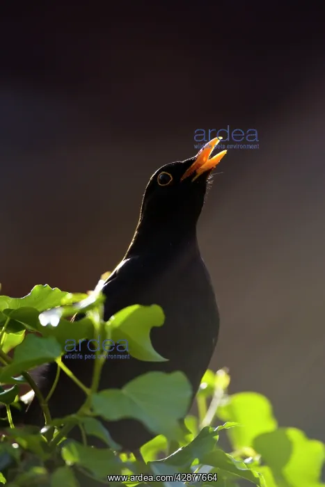 : Blackbird - Male, back-lit singing from fencepost : Blackbird - Male, back-lit singing from fencepost