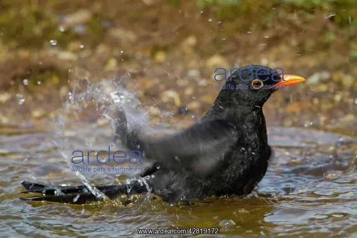 : Blackbird - male bathing : Blackbird - male bathing