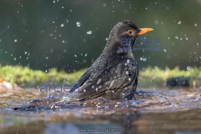 : Blackbird - Male - Bathing - UK : Blackbird - Male - Bathing - UK