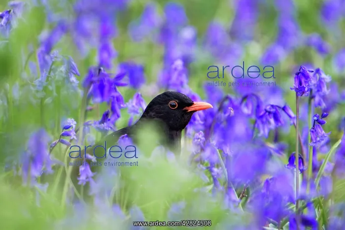 : Blackbird - male - amongst bluebells : Blackbird - male - amongst bluebells