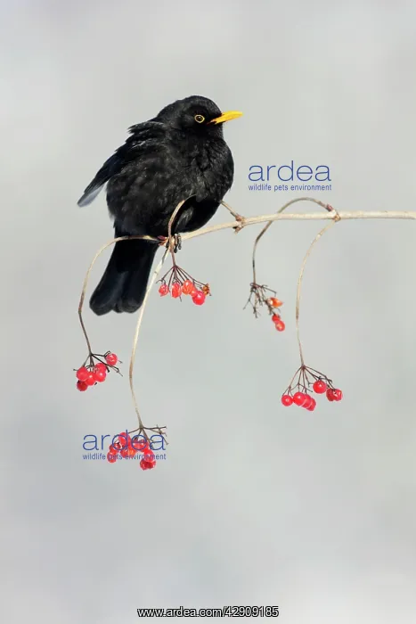 : Blackbird - male on branch of Guelder Rose bush in winter : Blackbird - male on branch of Guelder Rose bush in winter