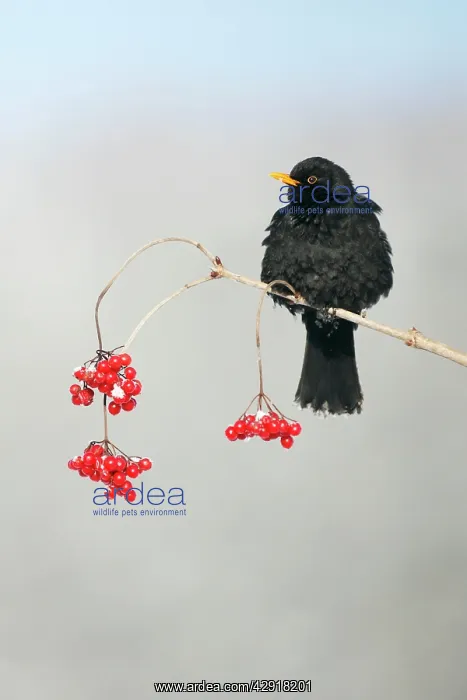 : Blackbird - male on branch of Guelder Rose bush in winter : Blackbird - male on branch of Guelder Rose bush in winter