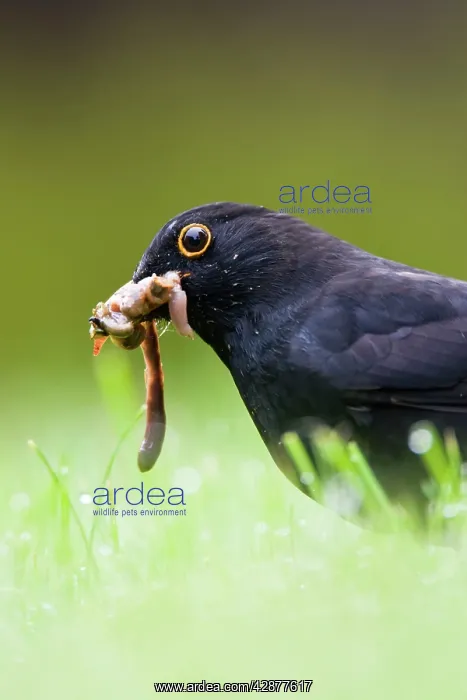 : Blackbird - Male collecting earthworms on garden : Blackbird - Male collecting earthworms on garden