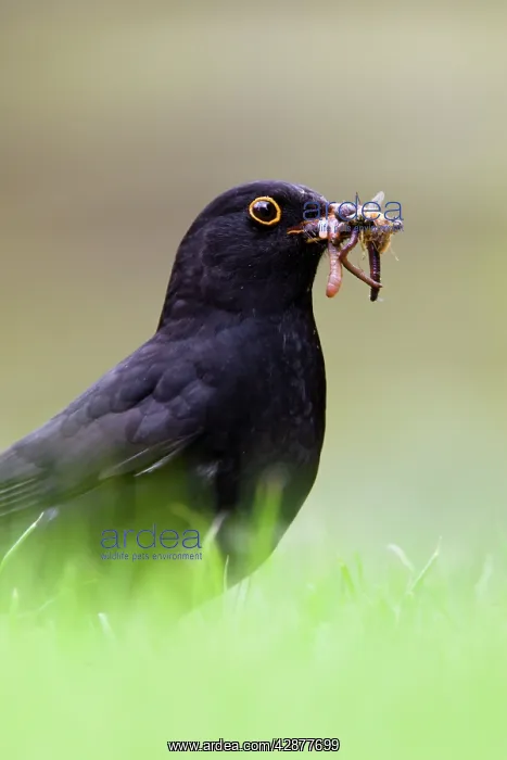 : Blackbird - Male collecting earthworms on garden : Blackbird - Male collecting earthworms on garden