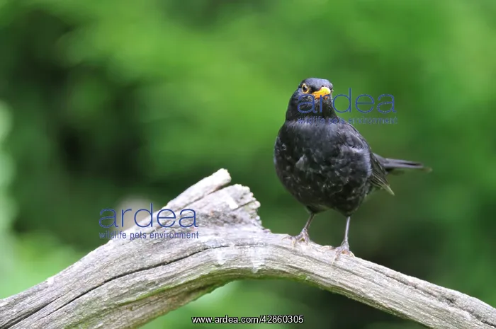 : Blackbird - male on dead branch : Blackbird - male on dead branch